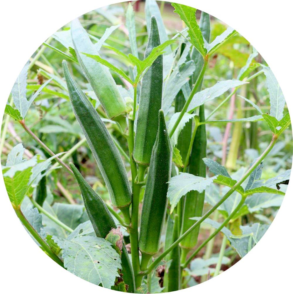 Okra - Shabnam
